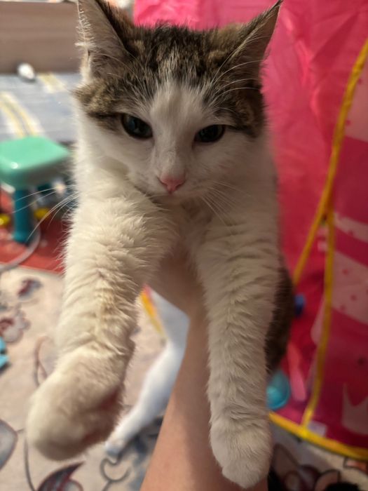 Котёнок 5 месяцев