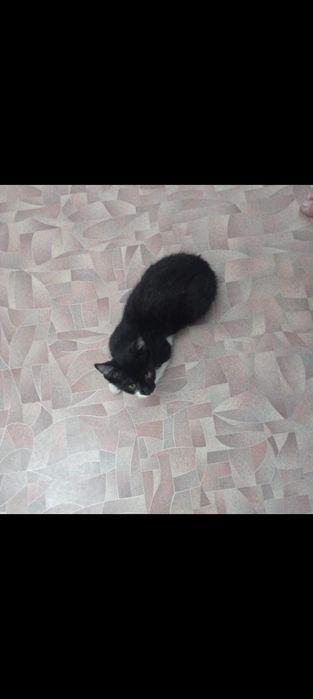 Миленький котенок, мальчик, 3 месяца