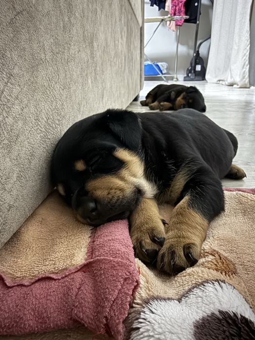 Продаются щенки ротвейлера