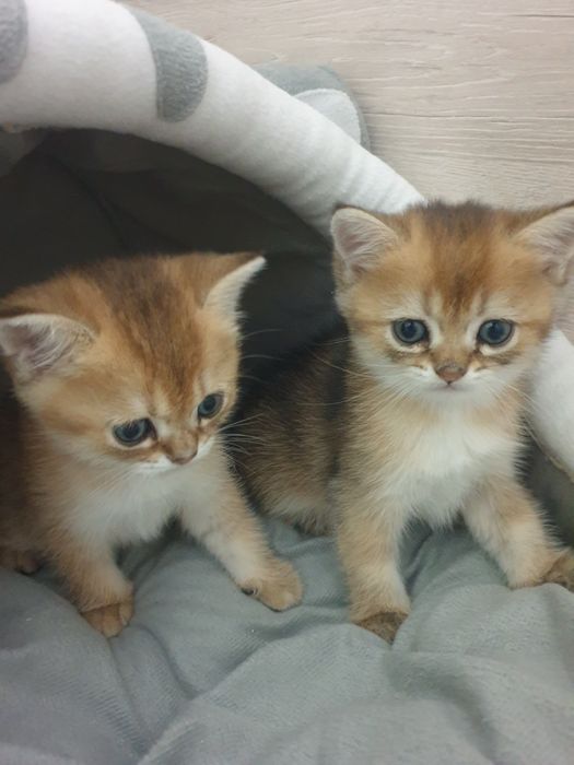 Продаются котята. Золотая шиншилла. Шотландские