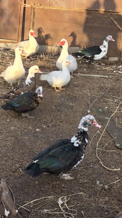 Индоутки продам .