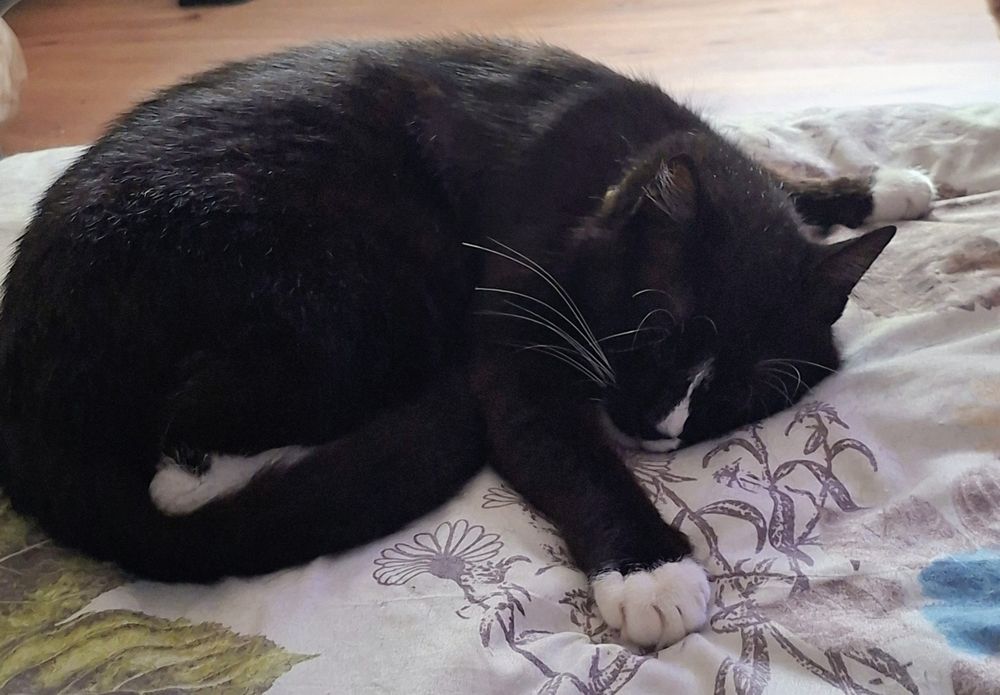 Motan pentru adoptie