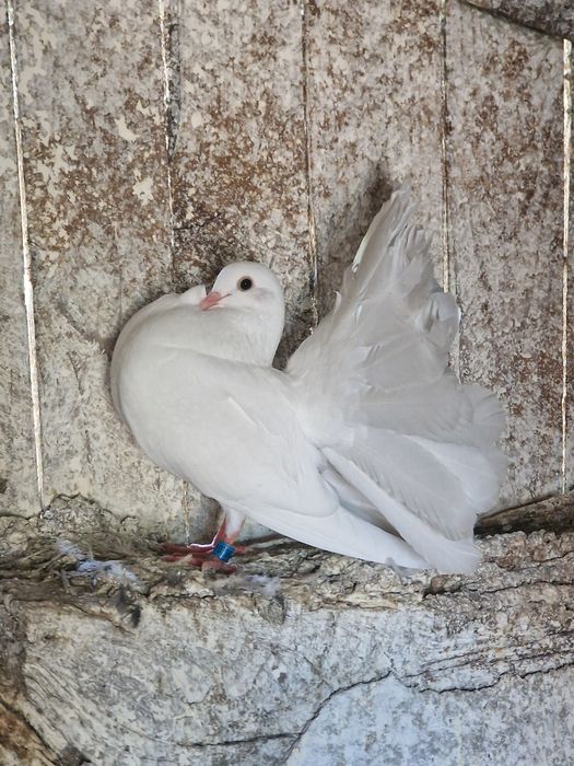 Porumbei curcani