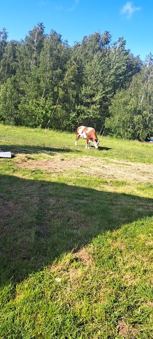 Vând vaca bună este afata