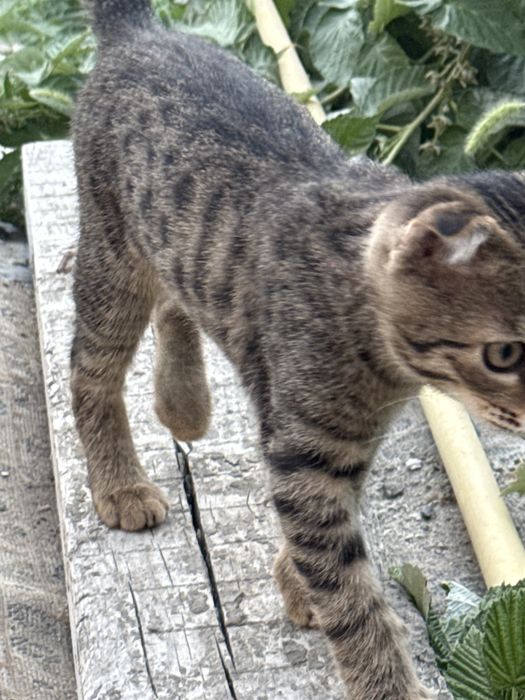Котенок вислоухий