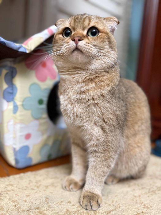 Zalatoya Shinshella 10oylik oʻgʻil