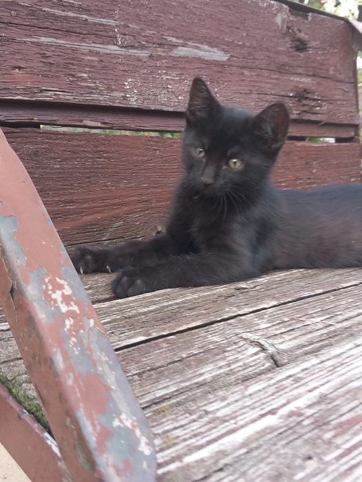 Pisoi spre adopție
