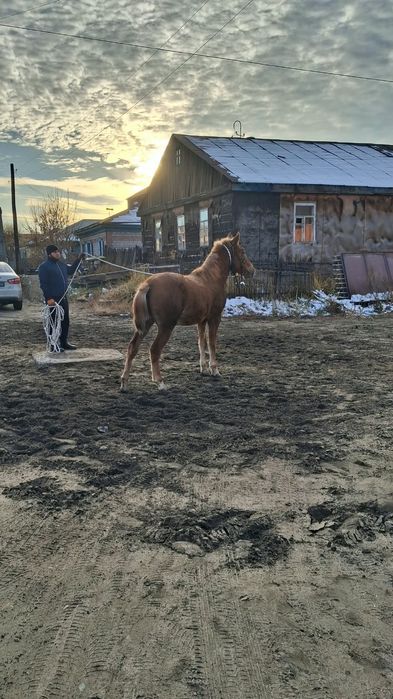 Продам жеребцов 1.5