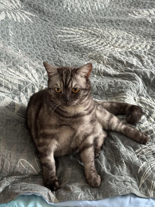 Отдам котика в добрые руки