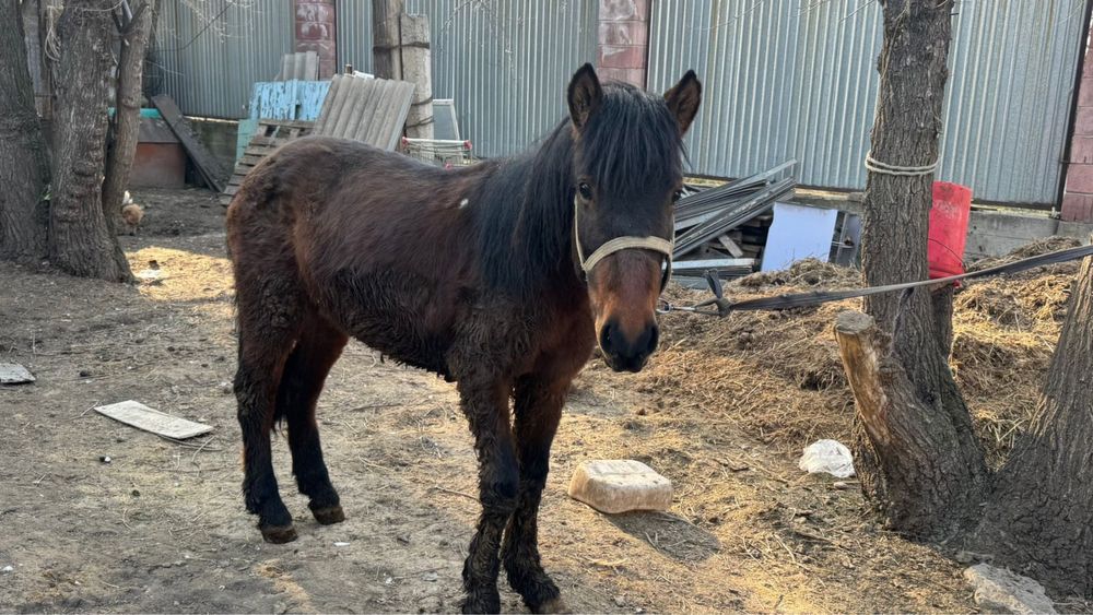 Еркек тай сатылады