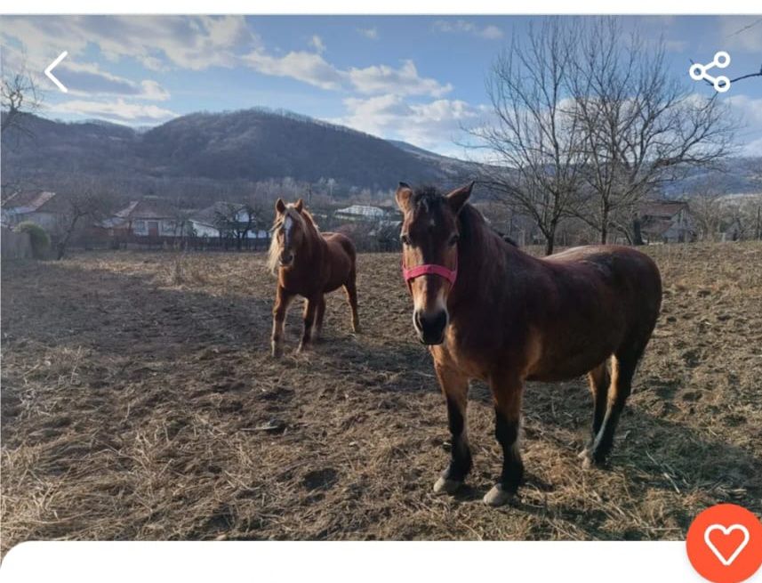 Cai de vânzare buzau