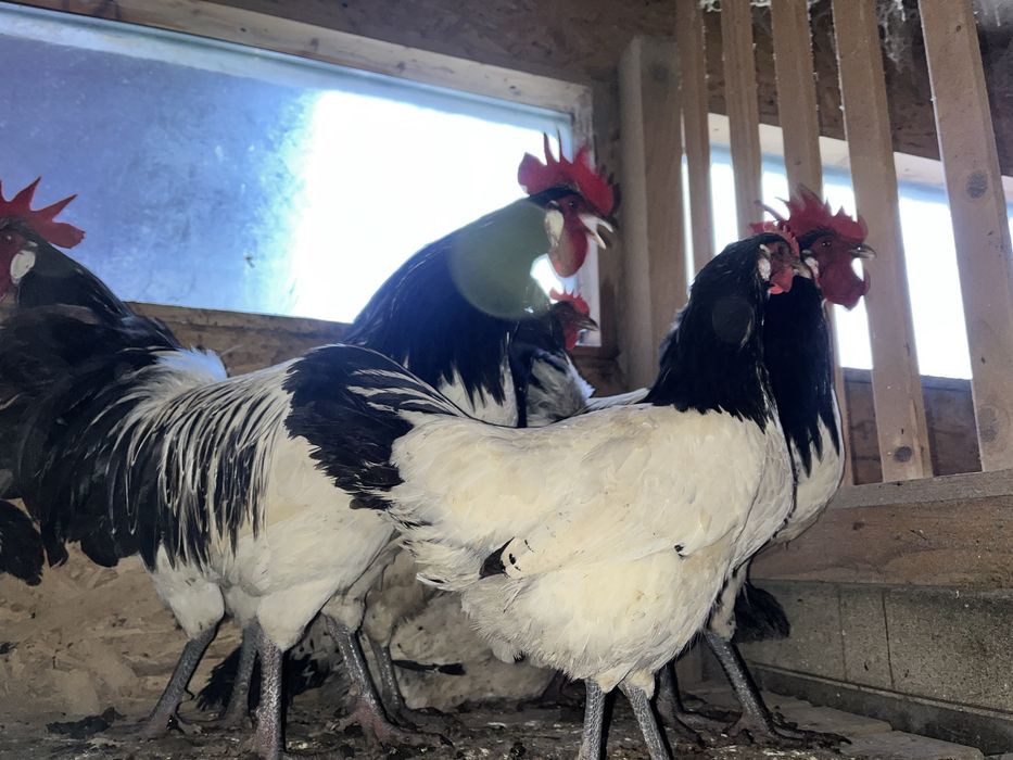 Perechi Gaini Lakenvelder