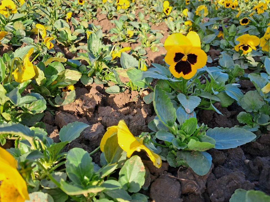 Цветни теменужки