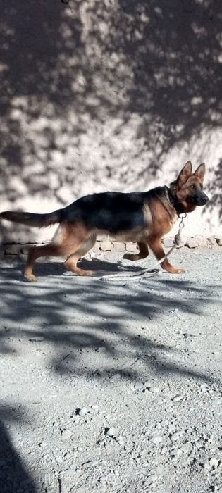 Nemis ovchalka sotiladi