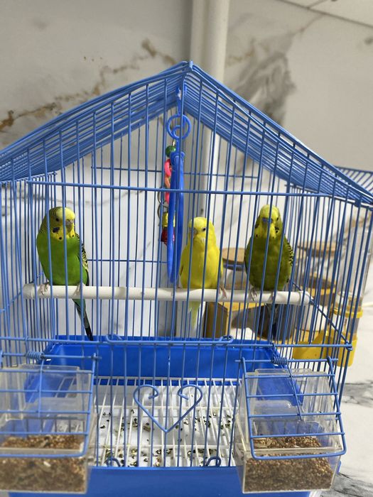 Продается попугай