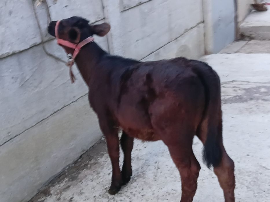 Vand vițea angus de 3 luni jumate