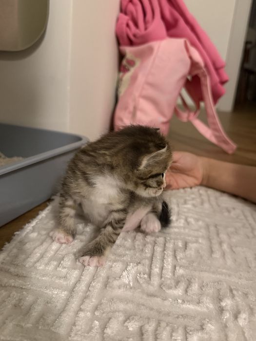 Отдам бесплатно котенка