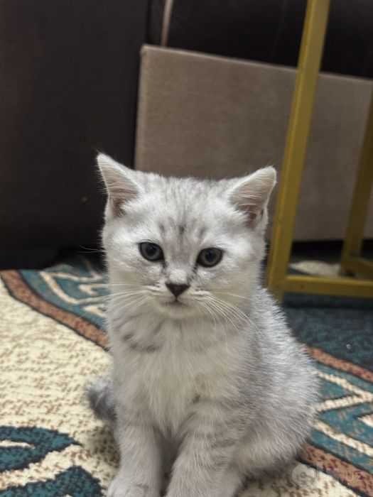 Scottisb straight& british chinchilla
