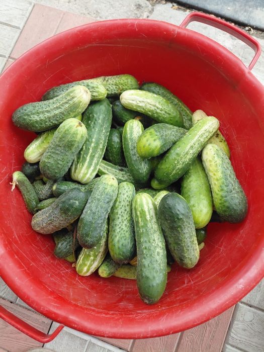 Продам огурцы домашние