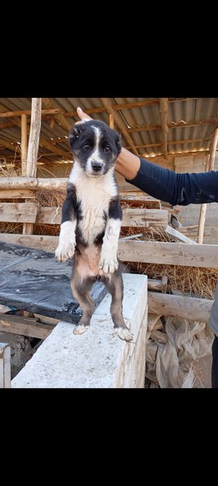 Choʻpon gidik sotiladi