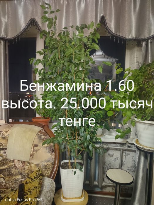 Комнатные растения