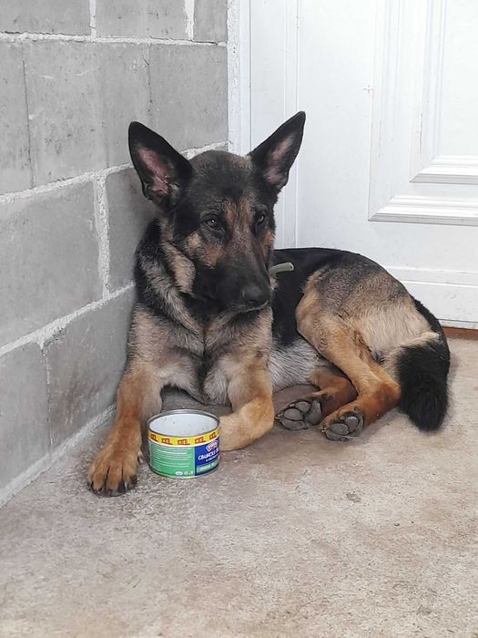 ТЪРСИ СЕ открадната  Немска овчарка