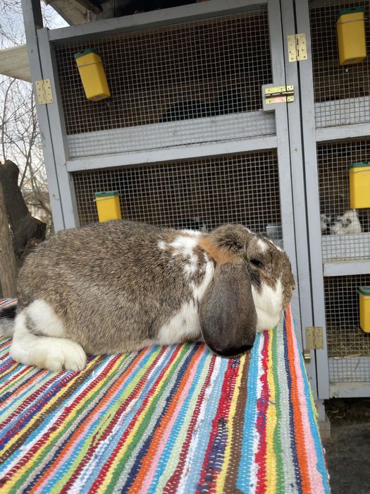 Vand femela berbec german