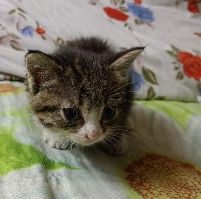 Отдам котят в добрые руки