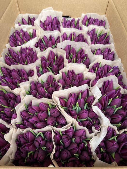Тюльпаны оптом Беларусь