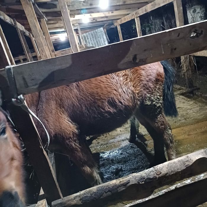 Пони хорошой породы