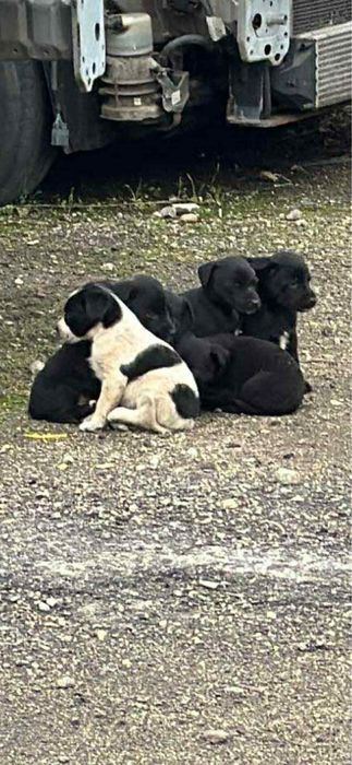 Малки кученца на около месец