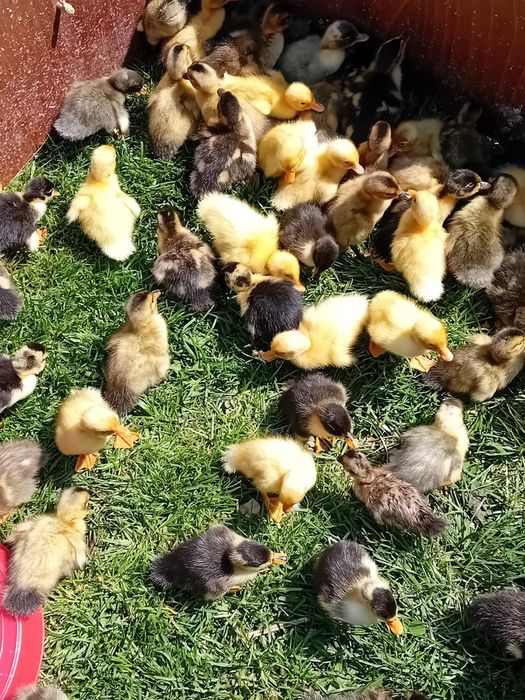 Vând boboci de rața