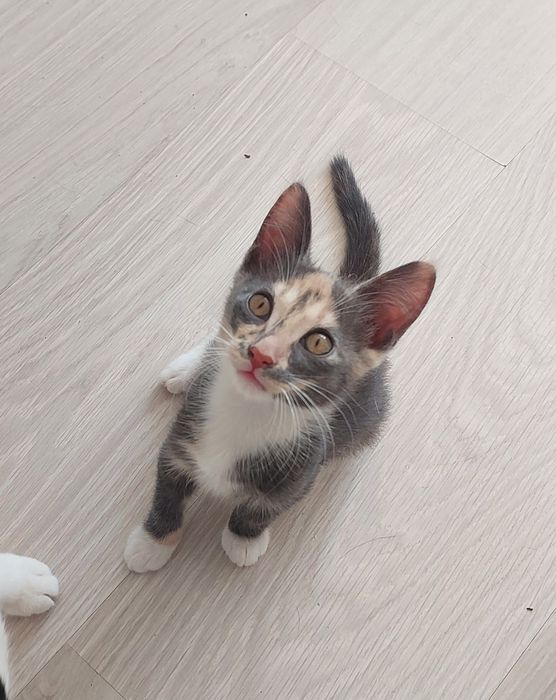 Отдам в добрые и ответственные руки