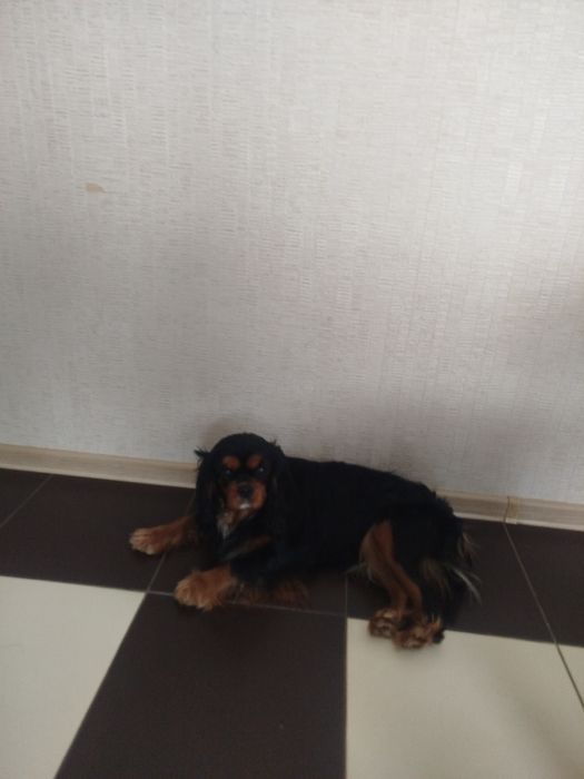 Кавалер кинг Чарльз спаниель. Вязка