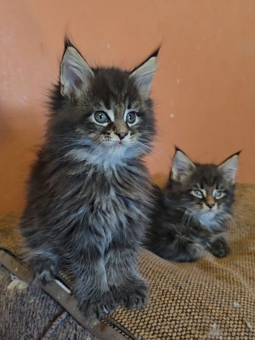 Мейн кун котенца дългокосмести