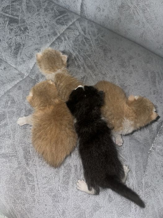 вислоухие британские котята