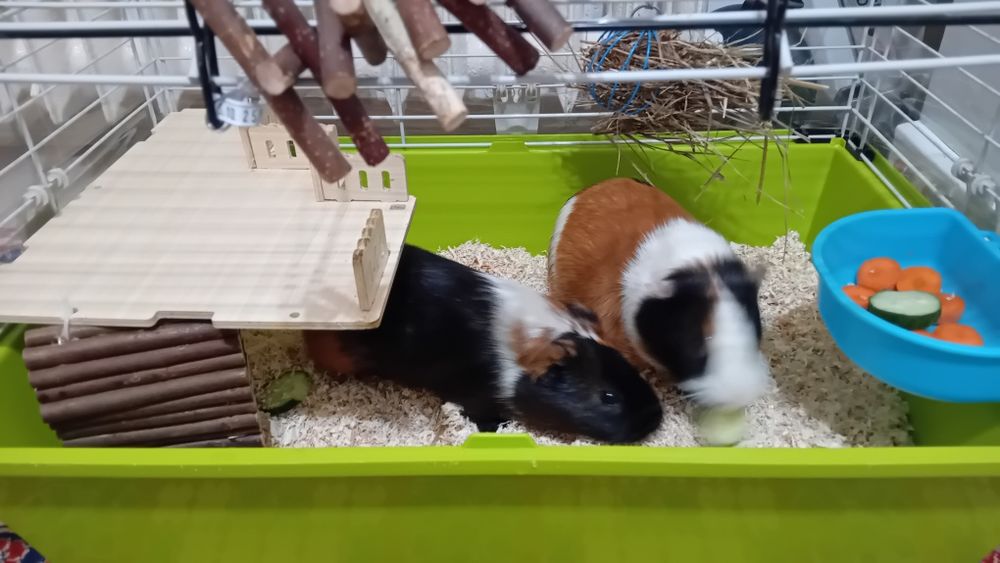 Porcusori de Guinea