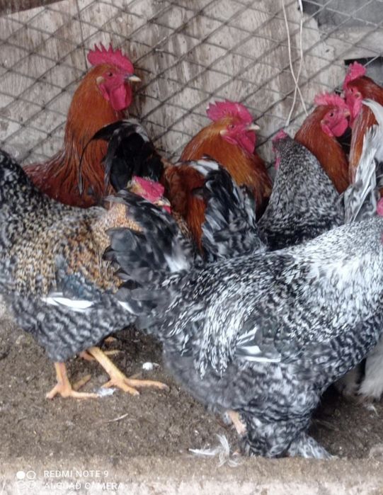 Кораз Семиз домашний