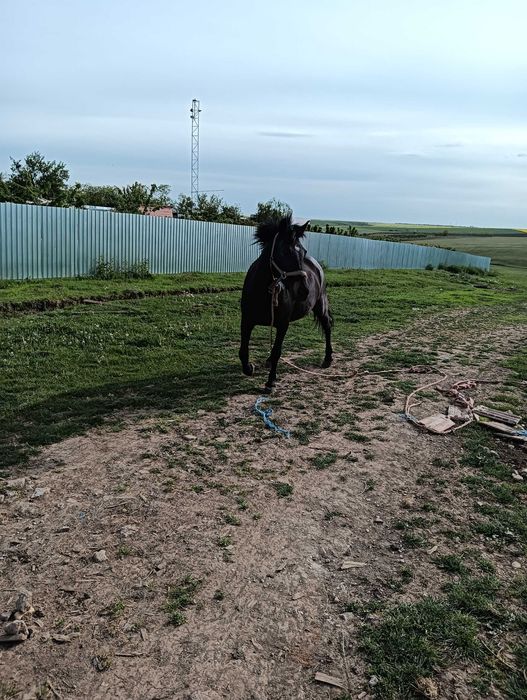 Vând cal(iapă tânăr)