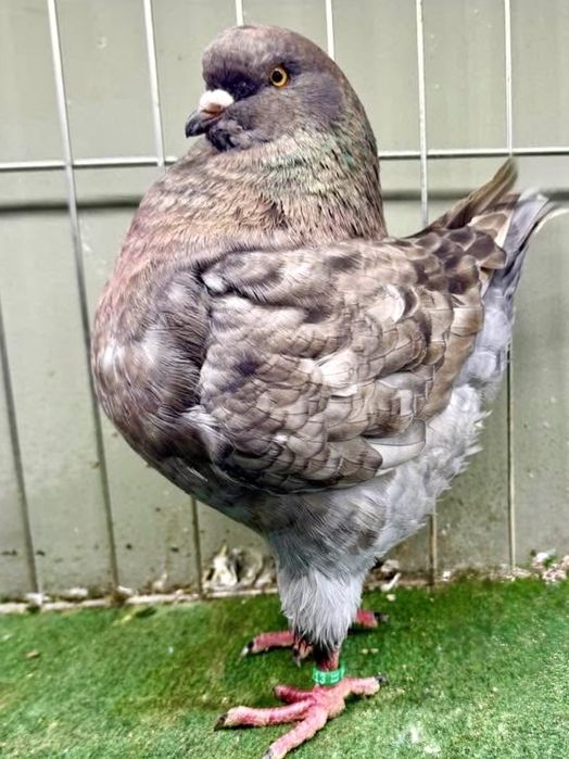 Porumbei King American