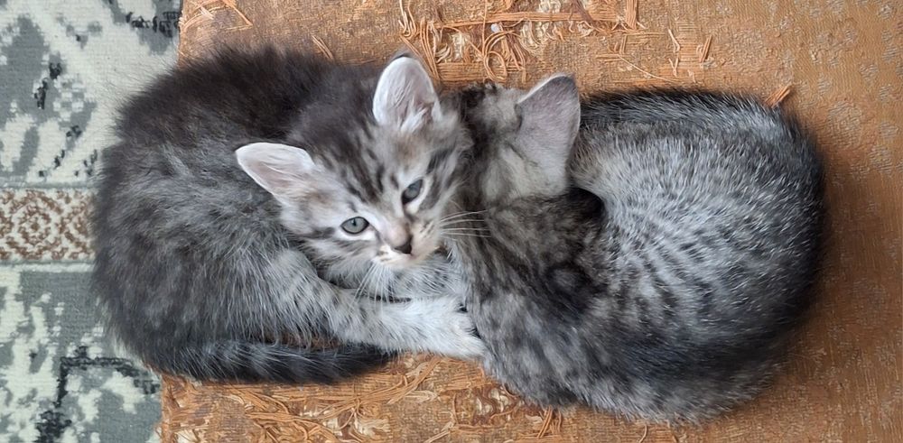 Отдам в добрые, любящие руки.