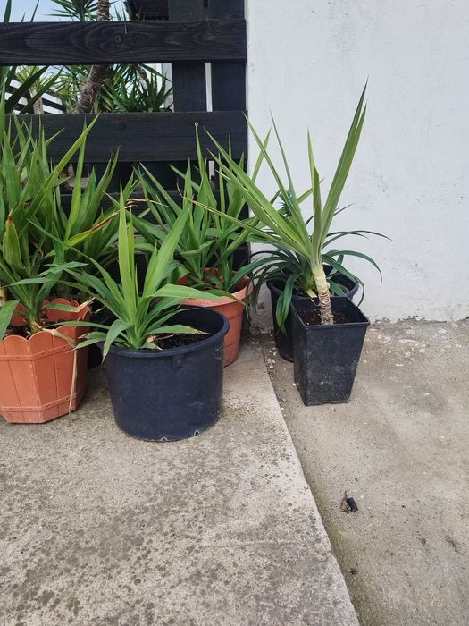 Flori ,yucca ghiveci