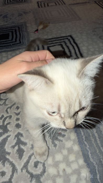 Tayski (Thai) parodali mushuk. Latok va miska, 2ta igrushkasi bor