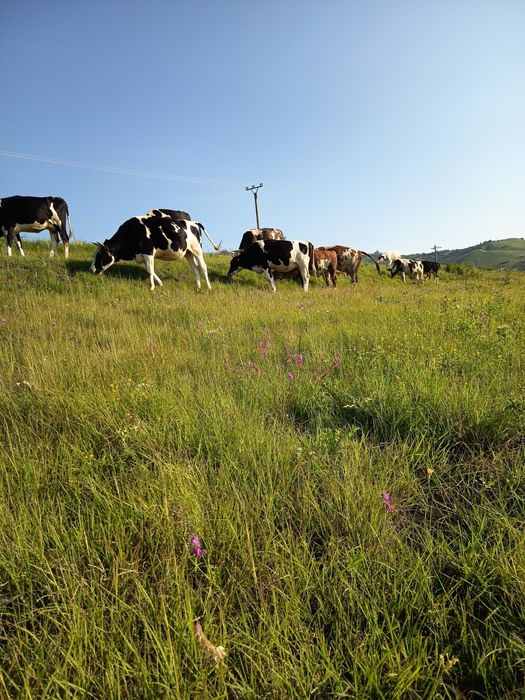 Desființez ferma Vaci , avem si Vaci cu Lapte Vitele,Tauri