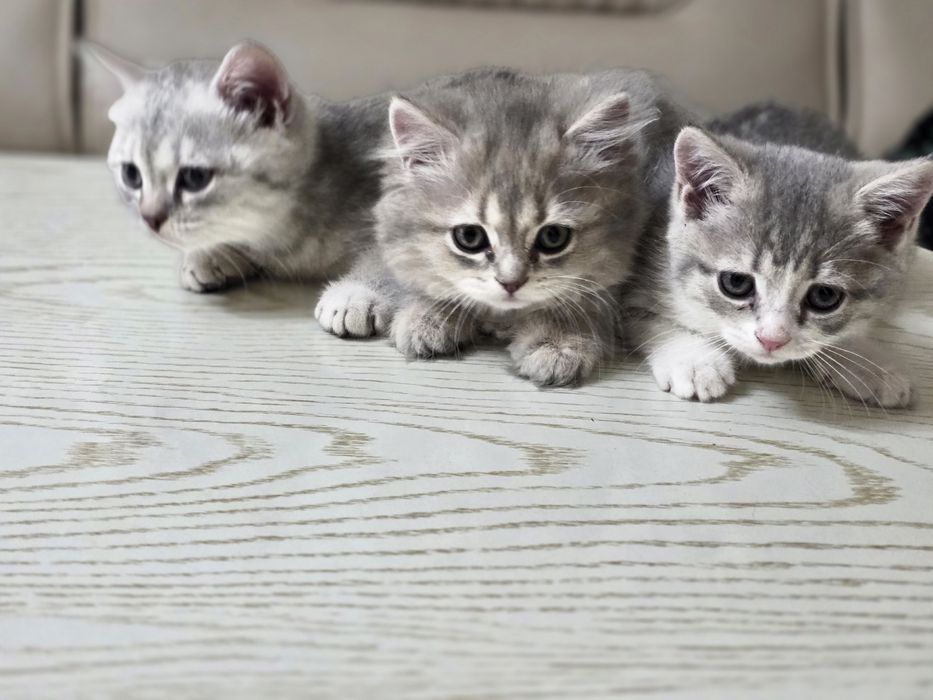 Британский шиншилла котята кошечки britanskiy shinshila mushuk bolalar