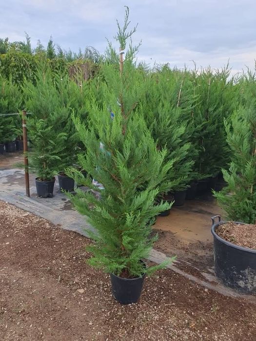 Pepinieră vând chiparos leylandii