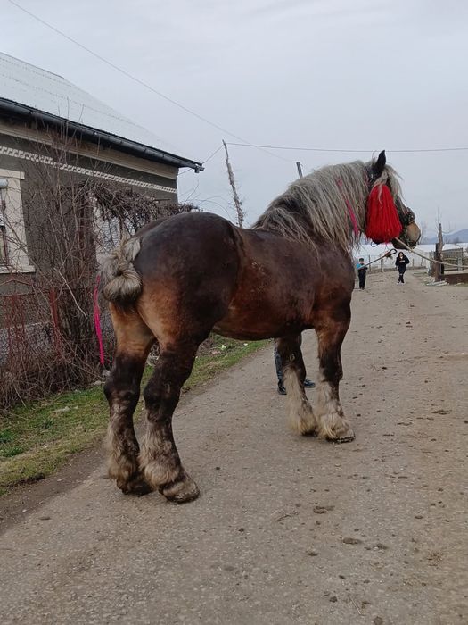 Vând harmasar greu ciocoladiu de 6 ani