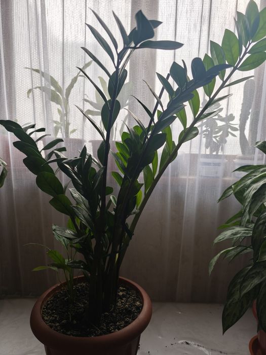 Срочно продам цветы