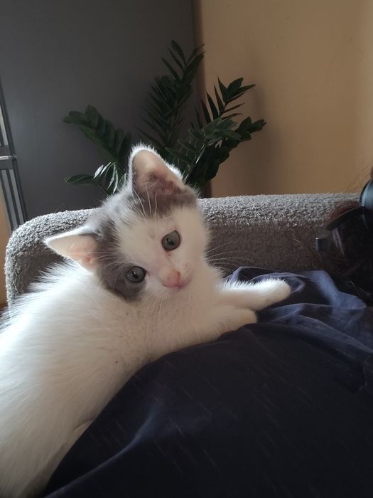 Кошки бесплатно, в Каскелене находимся