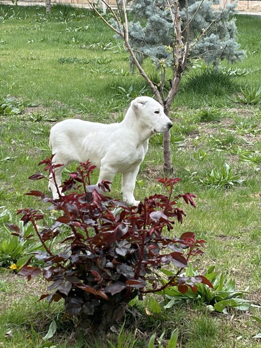 Белый медведь Алаба